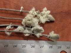 Anemone multifida multifida