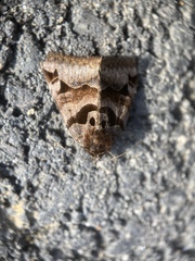 Euclidia ardita
