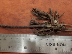 Anemone multifida multifida