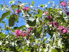 Fridericia chica