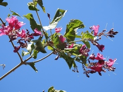 Fridericia chica