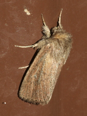 Bathytricha truncata