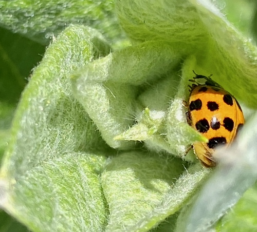 iNaturalist observation photo of Asian Lady Beetle