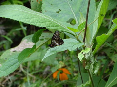 Catasticta sisamnus