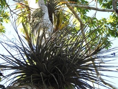 Tillandsia flavobracteata