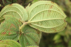 Miconia domociliata