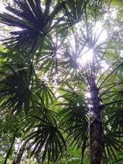 Cryosophila stauracantha