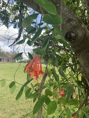 Lonicera sempervirens sempervirens