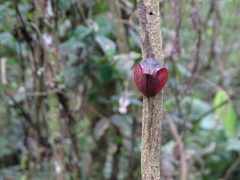 Cyrtonota textilis