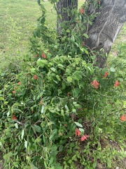 Lonicera sempervirens sempervirens