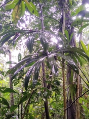 Cryosophila stauracantha