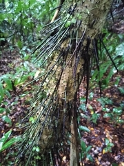 Cryosophila stauracantha