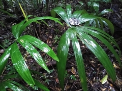 Cryosophila stauracantha