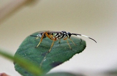 Lymeon orbus