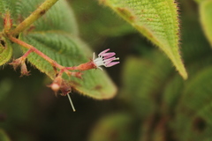 Miconia domociliata