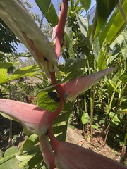 Heliconia chartacea