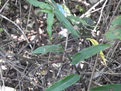 Tripogandra serrulata