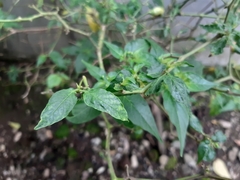 Capsicum annuum