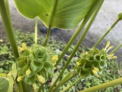 Goeppertia cylindrica