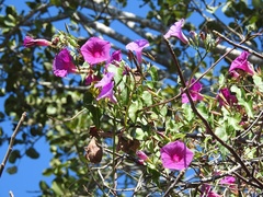 Ipomoea bernoulliana