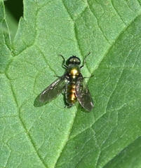 Sargus viridis