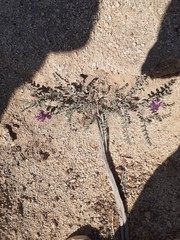 Astragalus