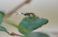 Lymeon orbus