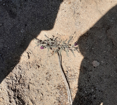 Astragalus