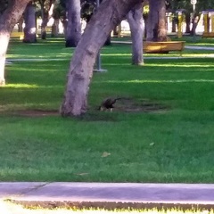 Caracara plancus