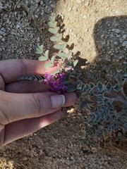 Astragalus