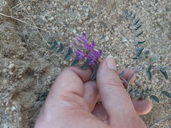 Astragalus