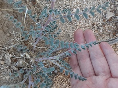 Astragalus
