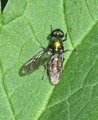 Sargus viridis