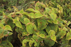Miconia domociliata