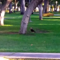 Caracara plancus
