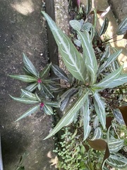 Justicia scheidweileri