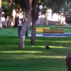 Caracara plancus