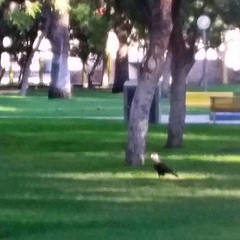 Caracara plancus