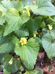 Viola rotundifolia