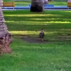 Caracara plancus
