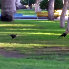 Caracara plancus