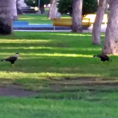 Caracara plancus