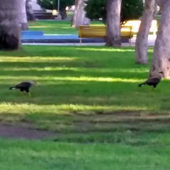 Caracara plancus