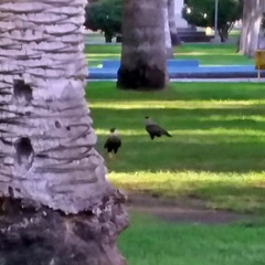 Caracara plancus