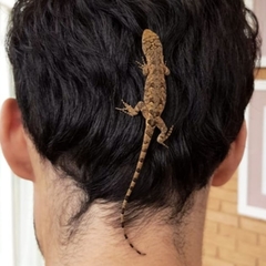 Urostrophus vautieri