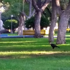Caracara plancus