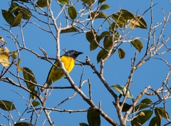 Cyanicterus cyanicterus
