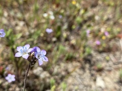 Gilia clivorum