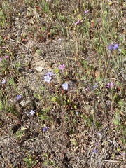 Gilia clivorum