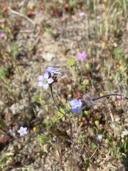 Gilia clivorum